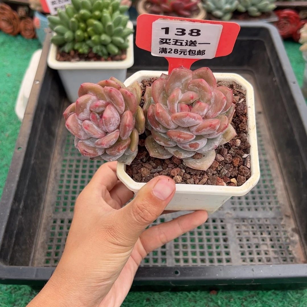 表妹精品多肉植物138.