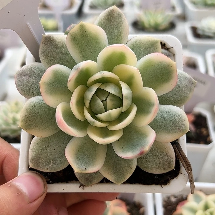 1025号韩水晶锦多肉