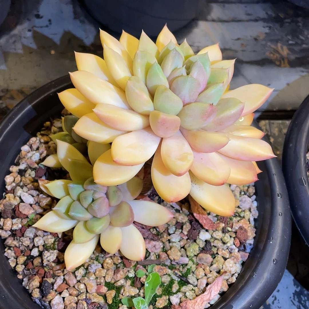 多肉植物一物一拍