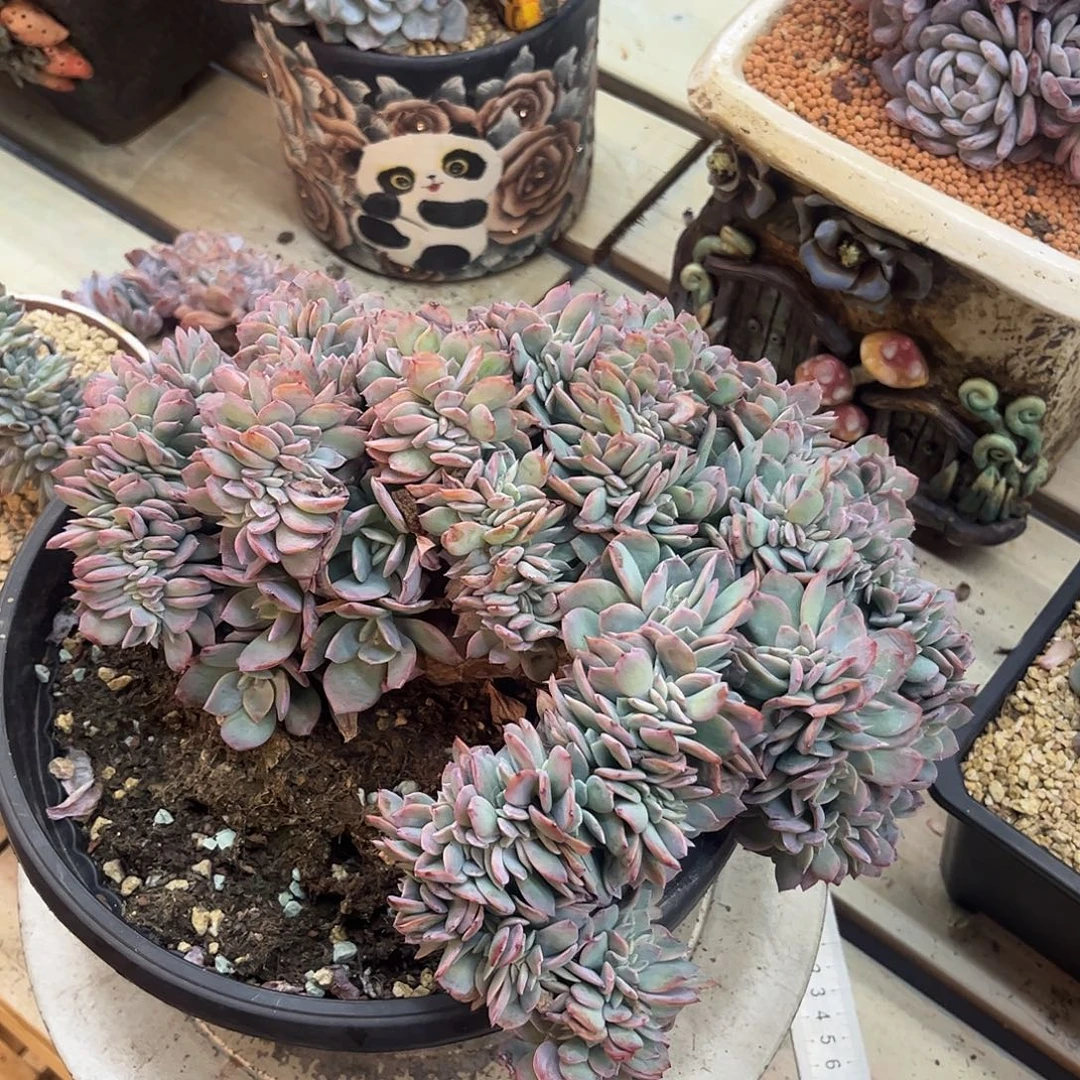 陈***晨多肉多肉多肉多肉