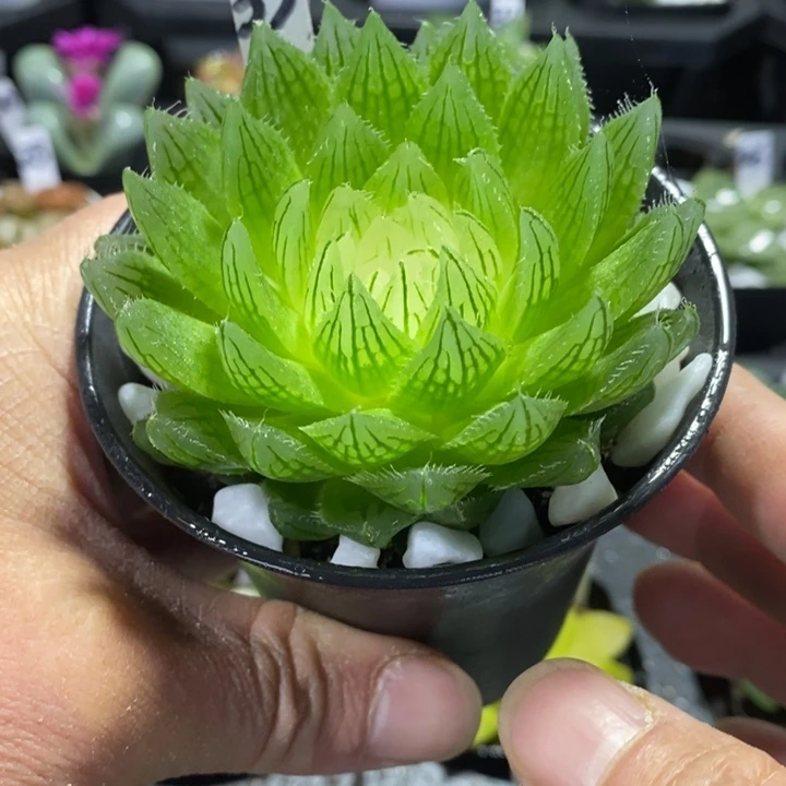 宝莲灯玉露多肉植物