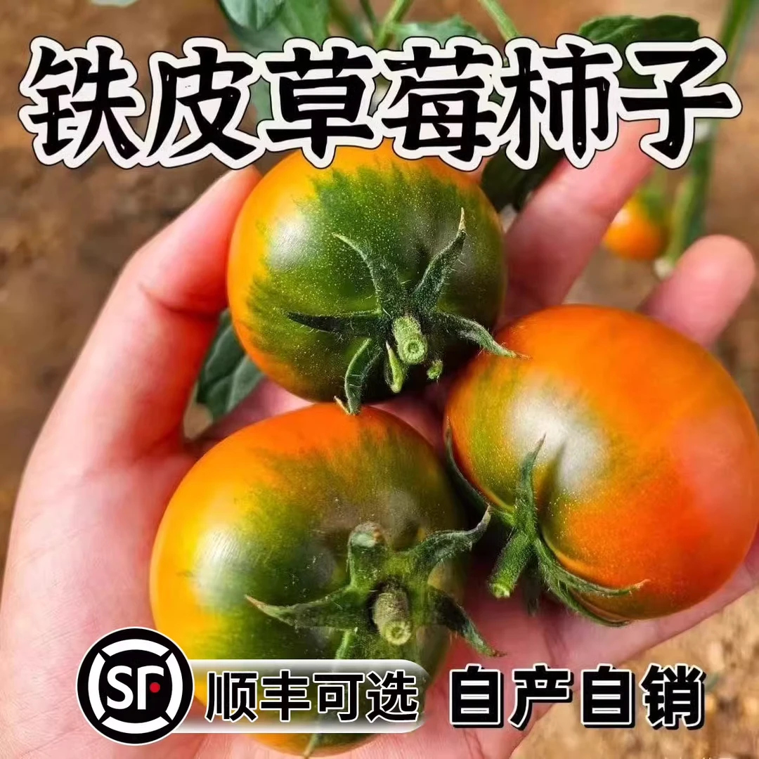 【有坏包赔】碱地柿子铁皮柿子丹东盘锦草莓西红柿东北水果生吃