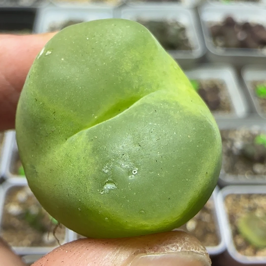 2.5瑕疵多肉植物474