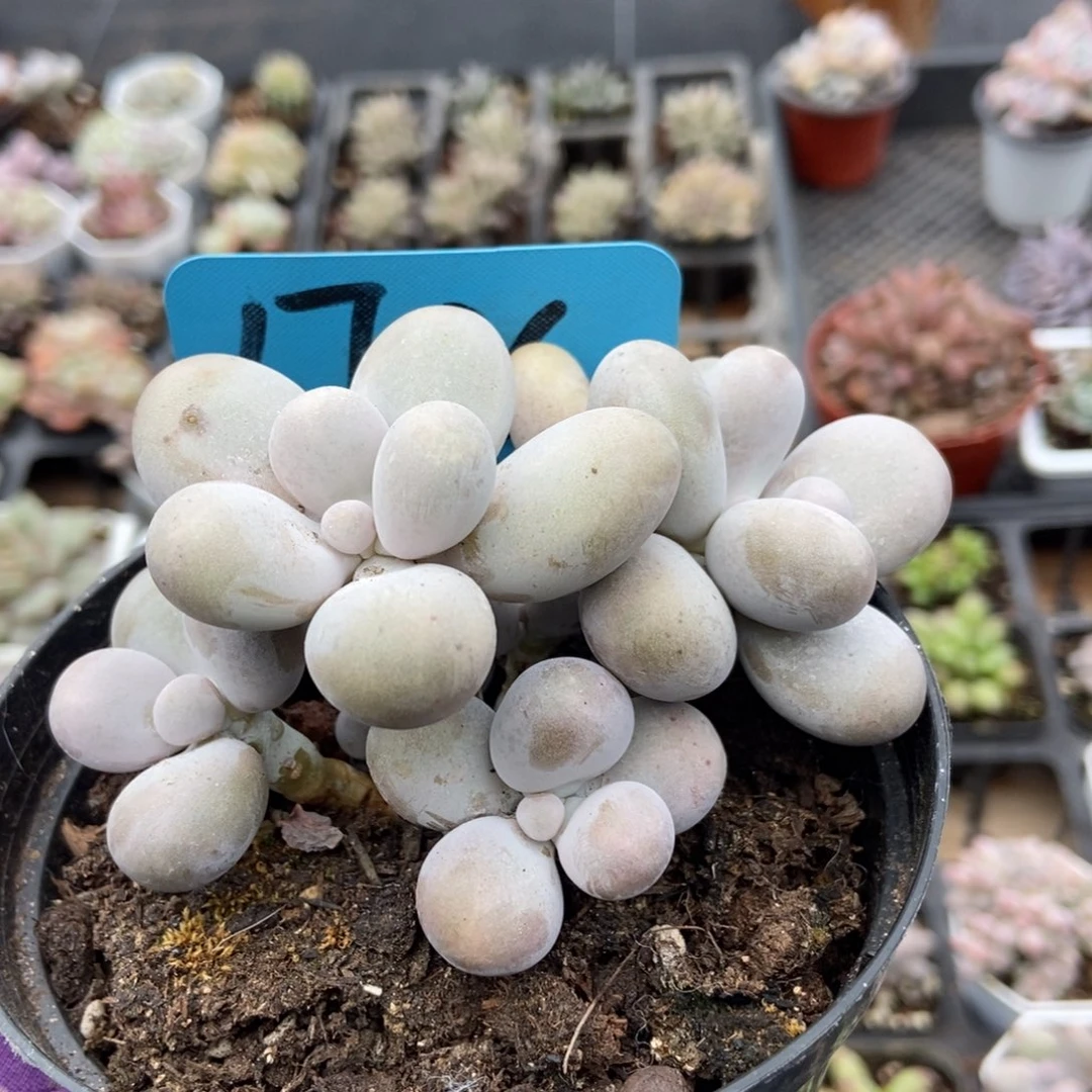 1796橙雪球多肉植物