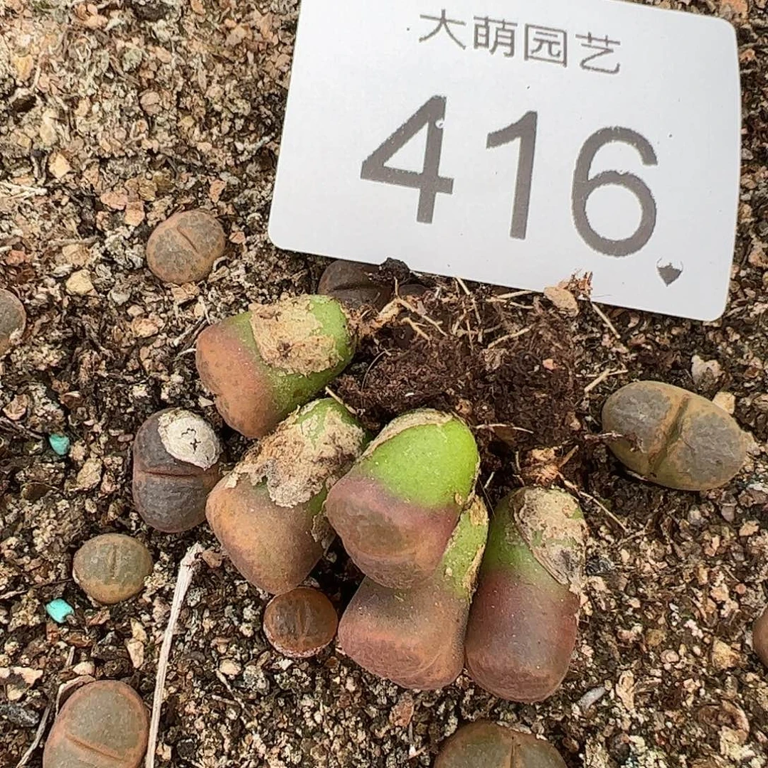 量拍PNSP风铃5颗一组