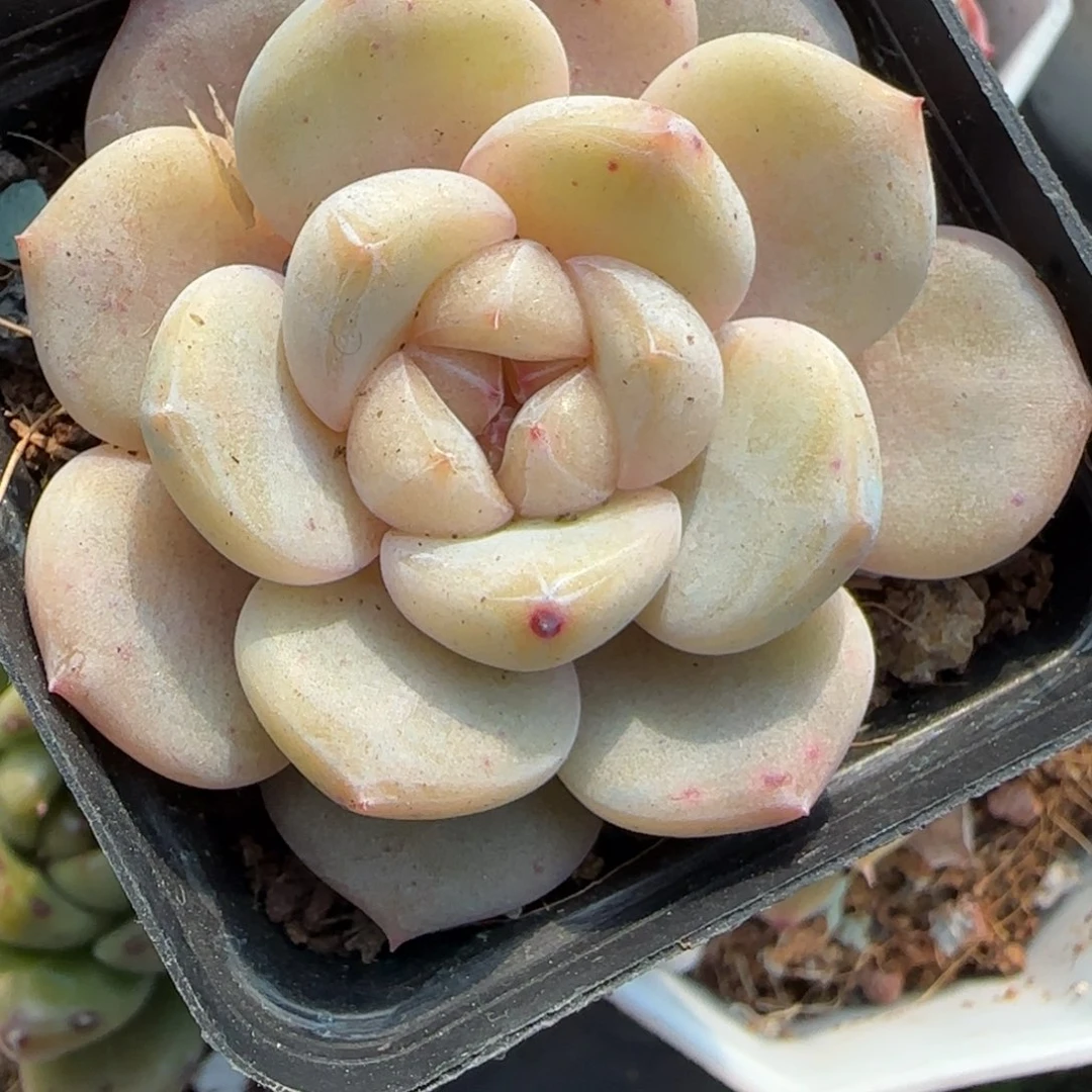 多肉小卡拉米糖心一物一拍