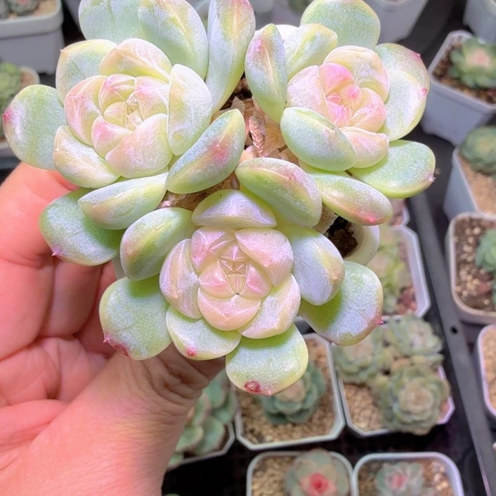 梦境3头多肉植物群生