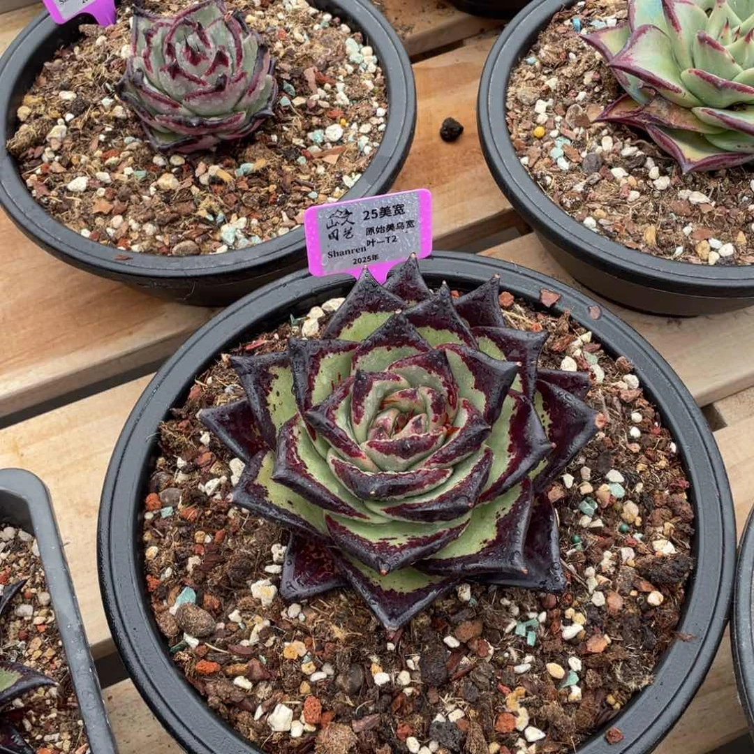 若*?多肉植物 山人园艺