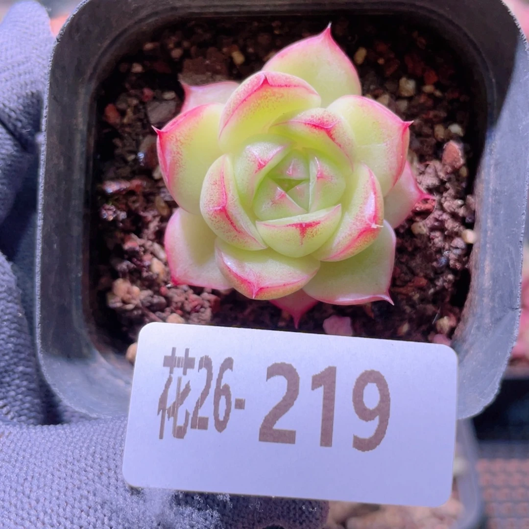 花利美26-219麦秆