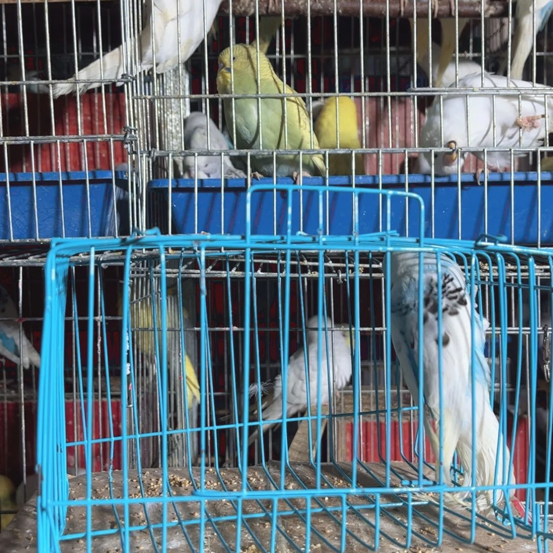 虎皮鹦鹉我的小姐姐