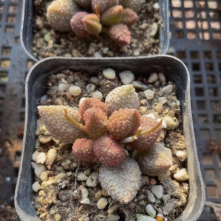 6.5方盆荔枝皮水泡