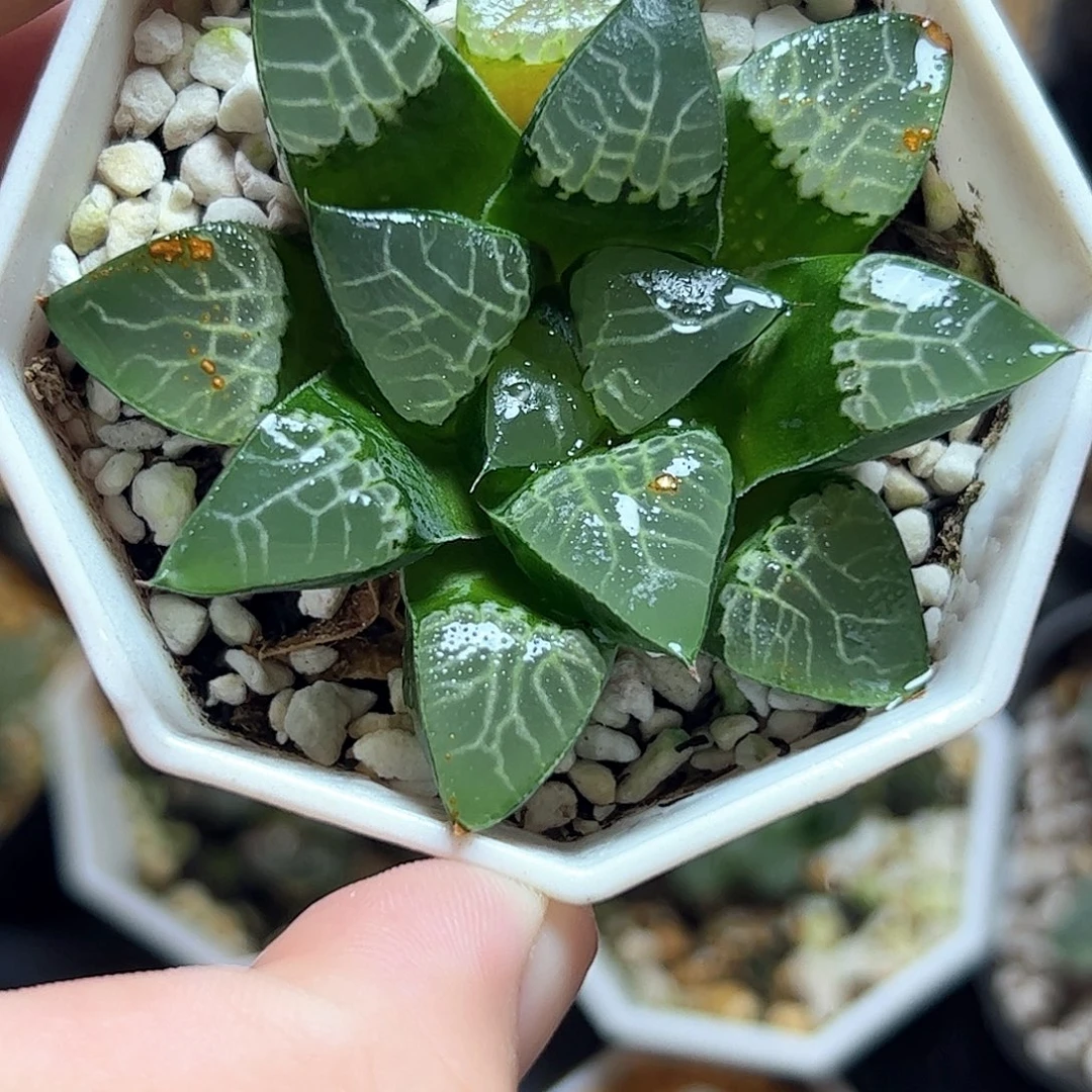 实生克十二卷多肉植物