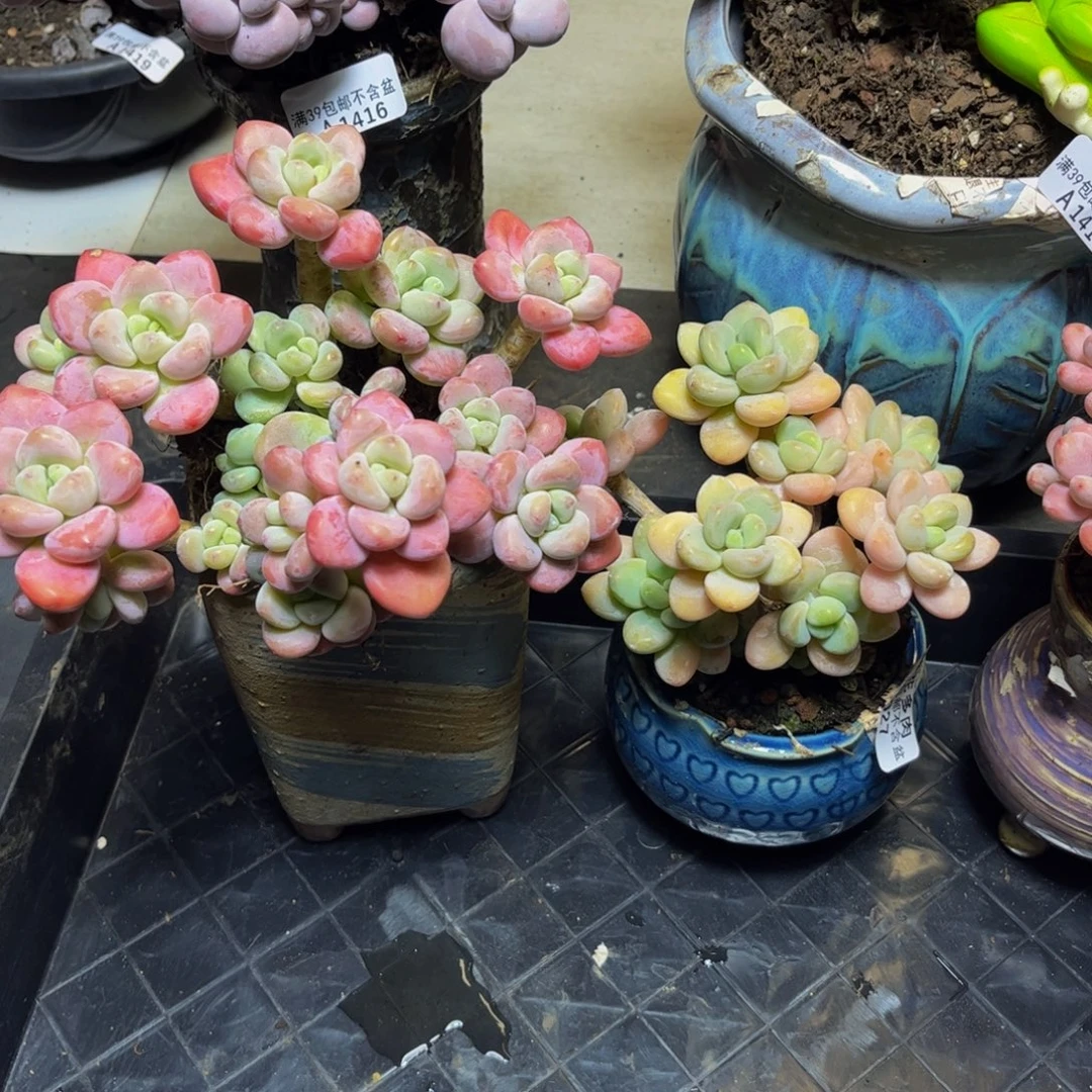 渔***r162、027洛神多肉植物