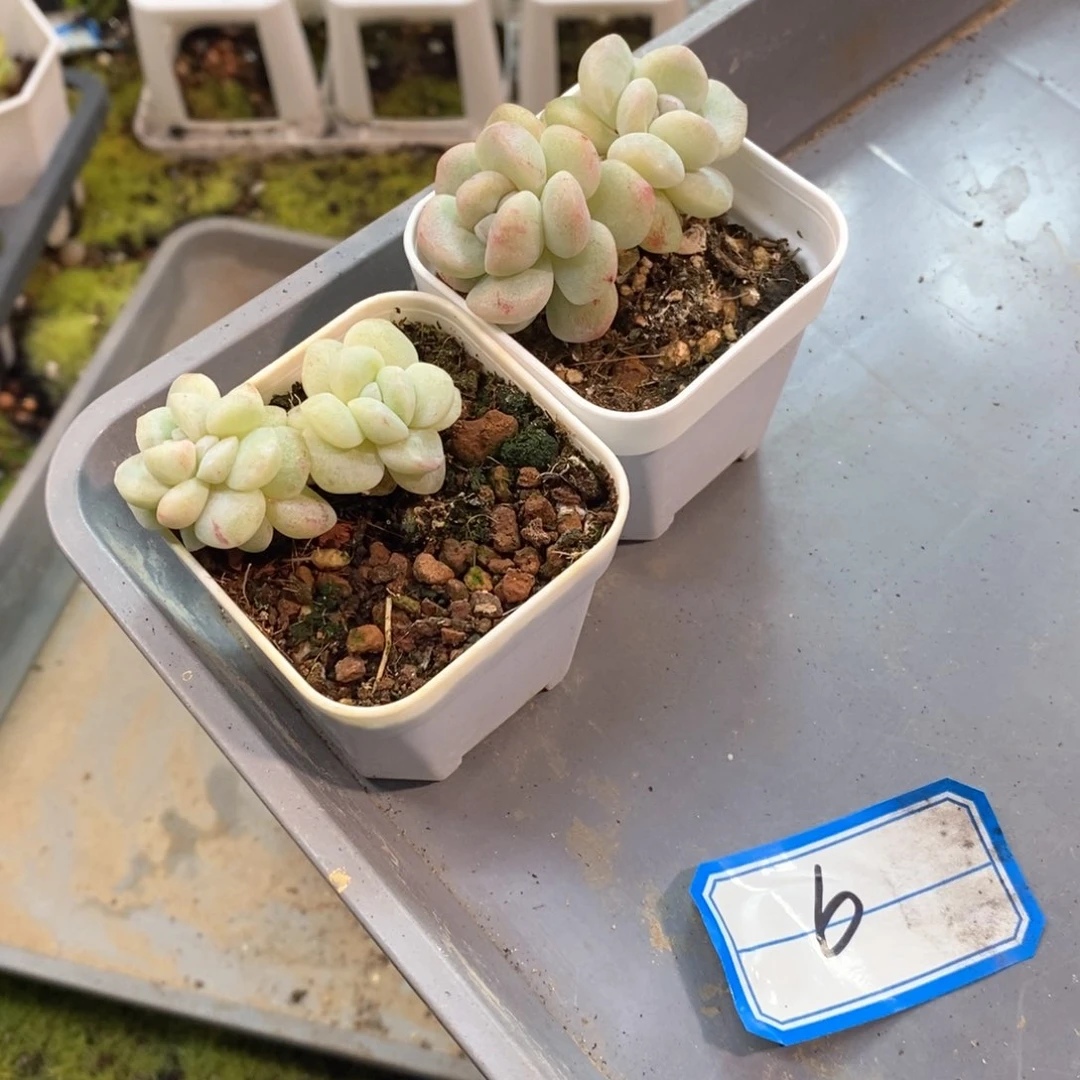 66冰玉两颗冰玉自选专拍
