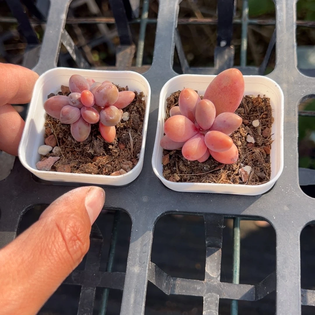 糖果手指尾货到手1颗量拍多肉满18元包邮下午发货