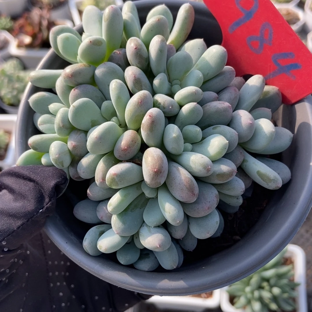 984香香雪多肉植物