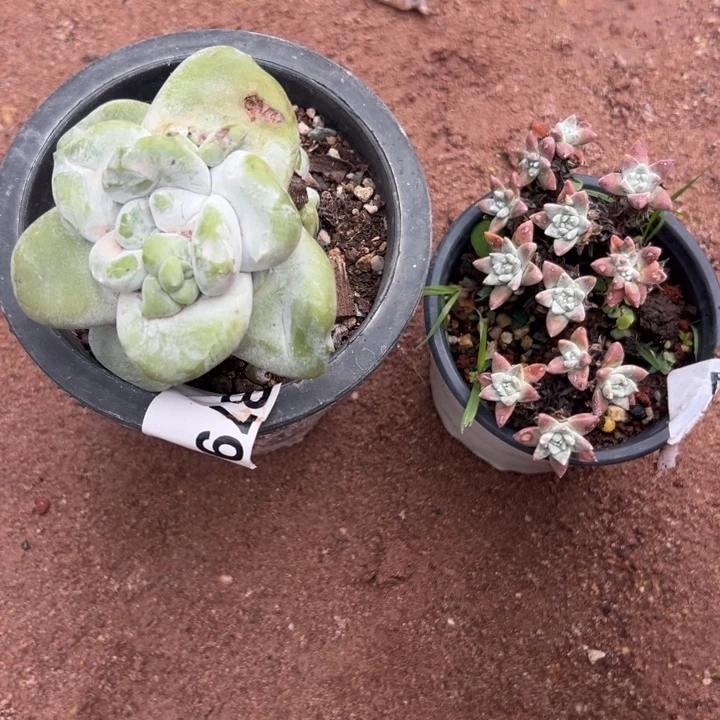 享***享谢谢姐姐～一物一拍790