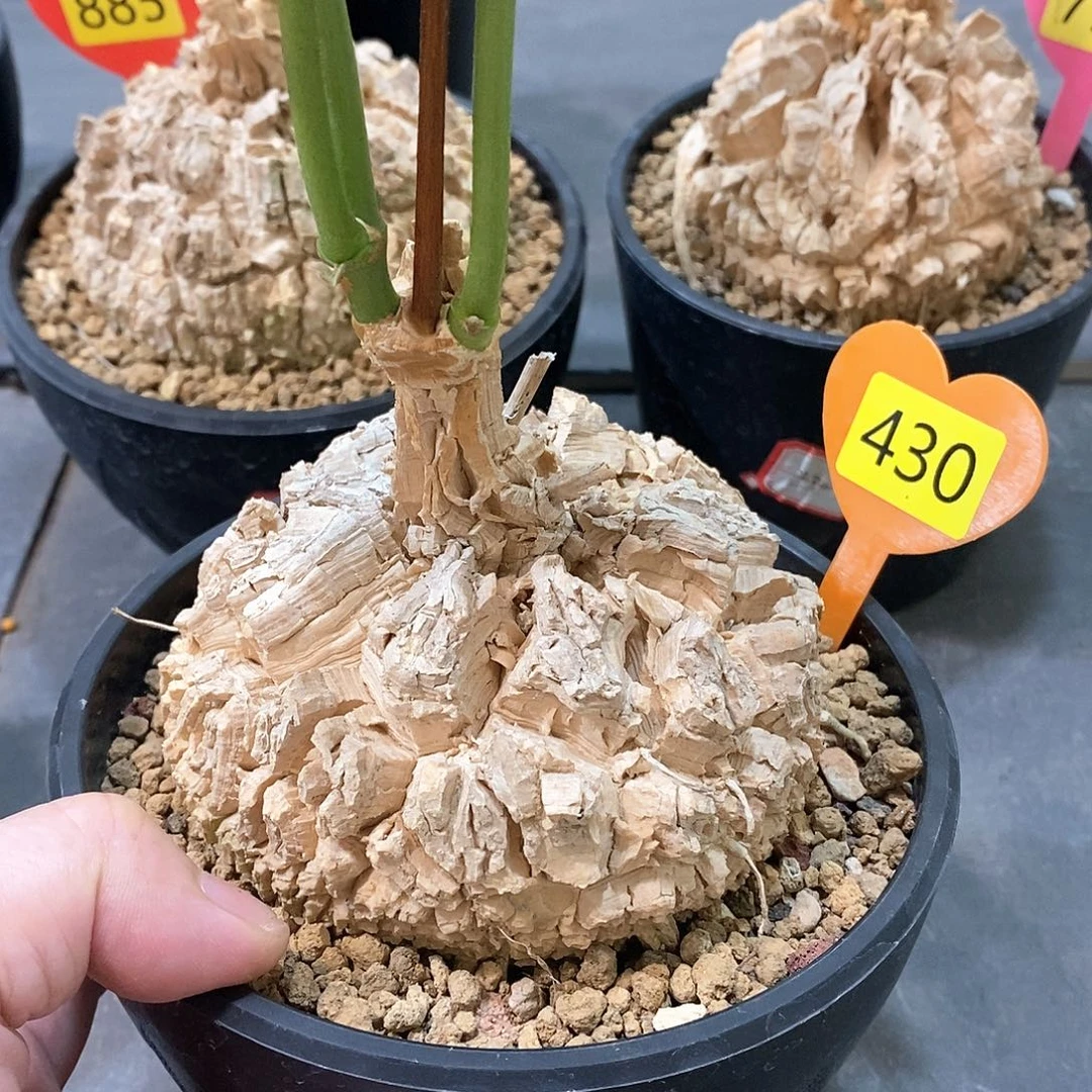 墨西哥龟甲萝摩萝摩