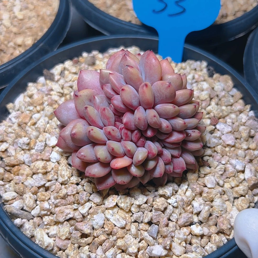 黑*爱丽儿缀33号一物一拍