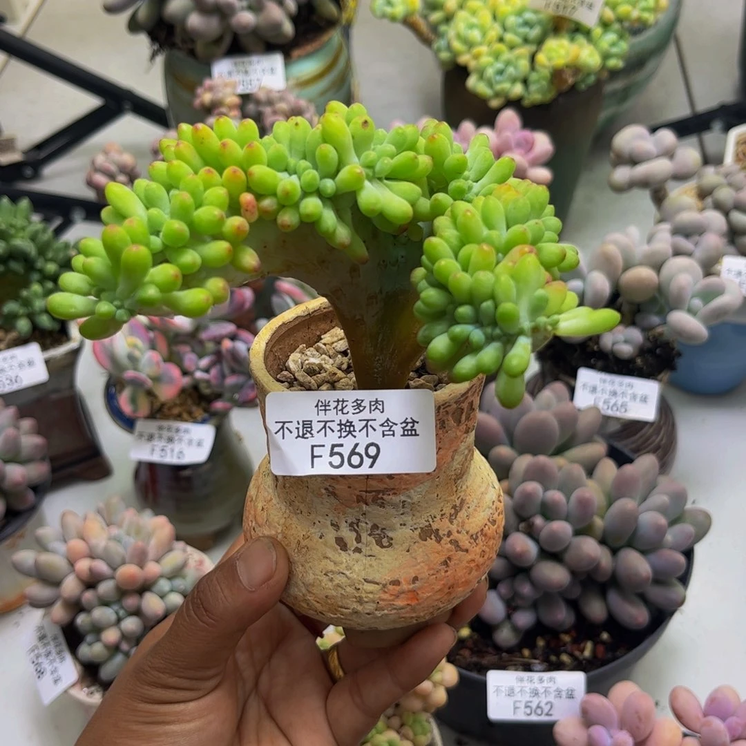 乙女心缀569/10cm多肉