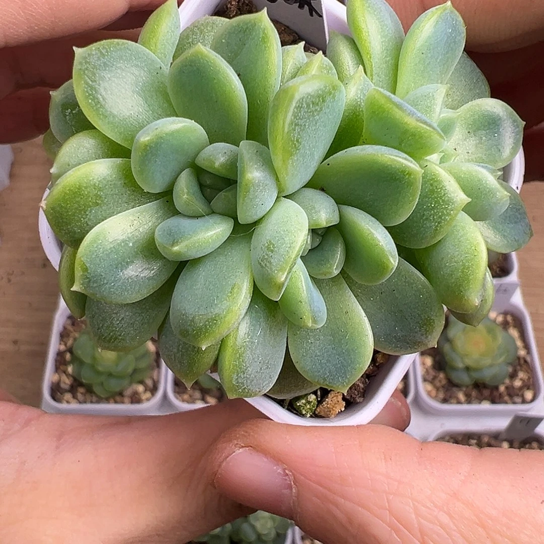 四头表妹财富密码。