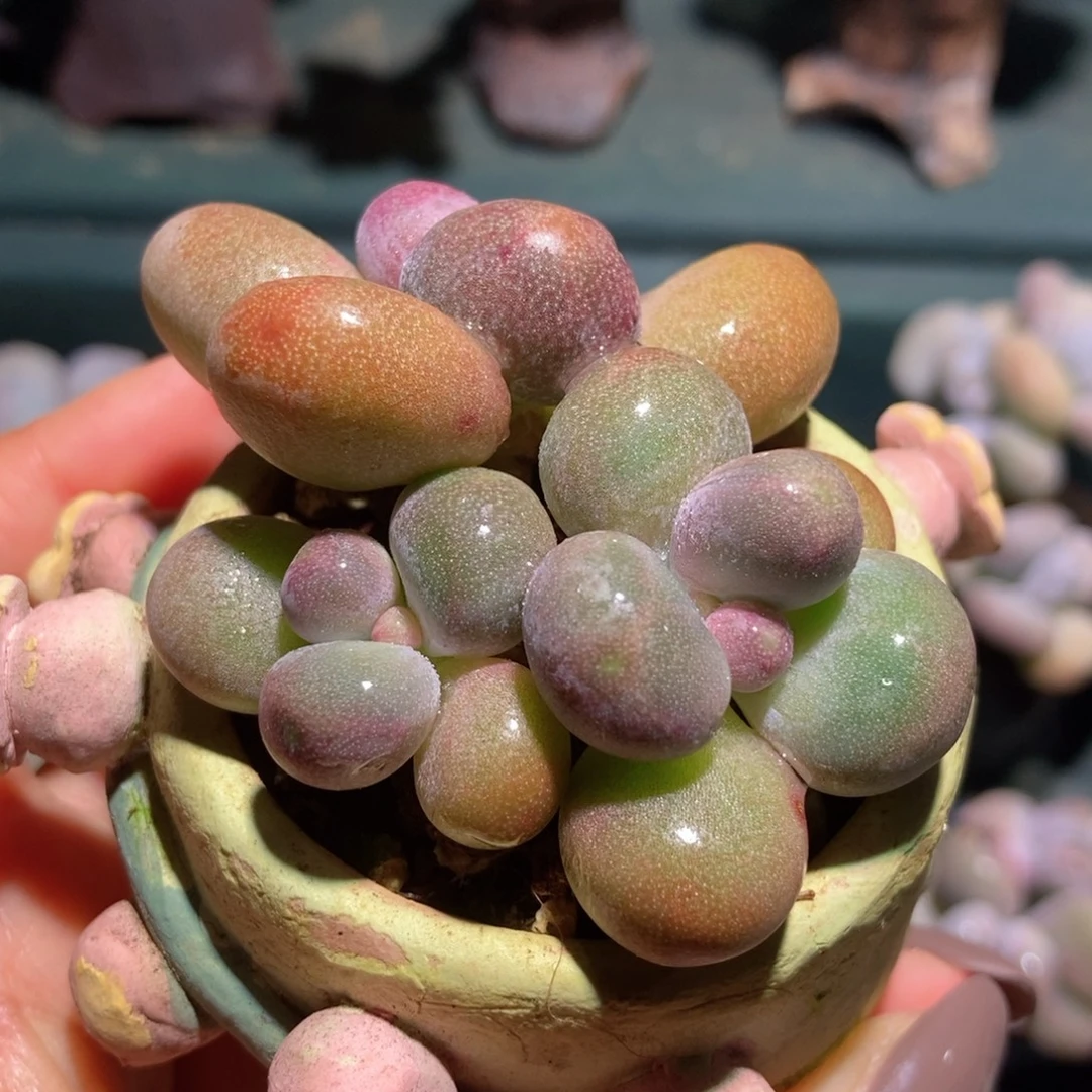 糖果美人一物一拍