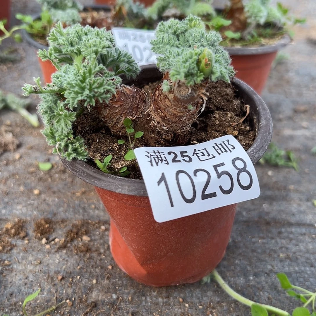 羽叶洋葵258，一物一拍