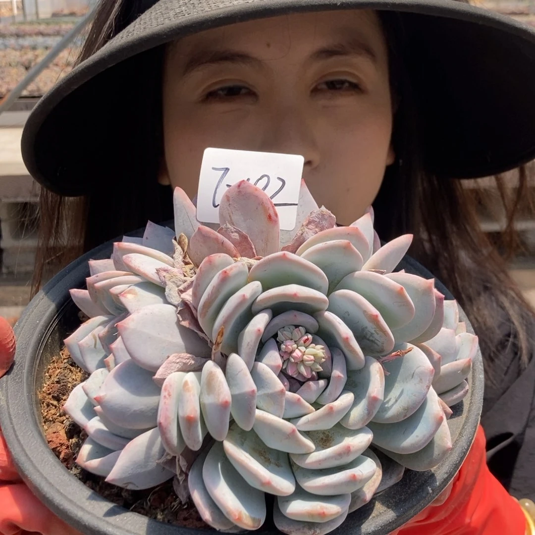 7-102 一物一拍多肉直播间图片为准