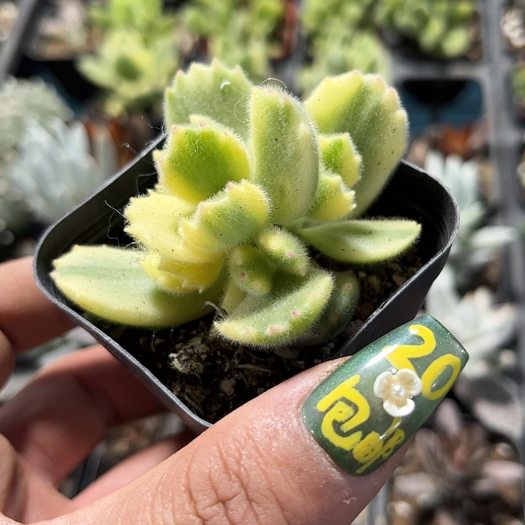 白熊单头发货有根发货