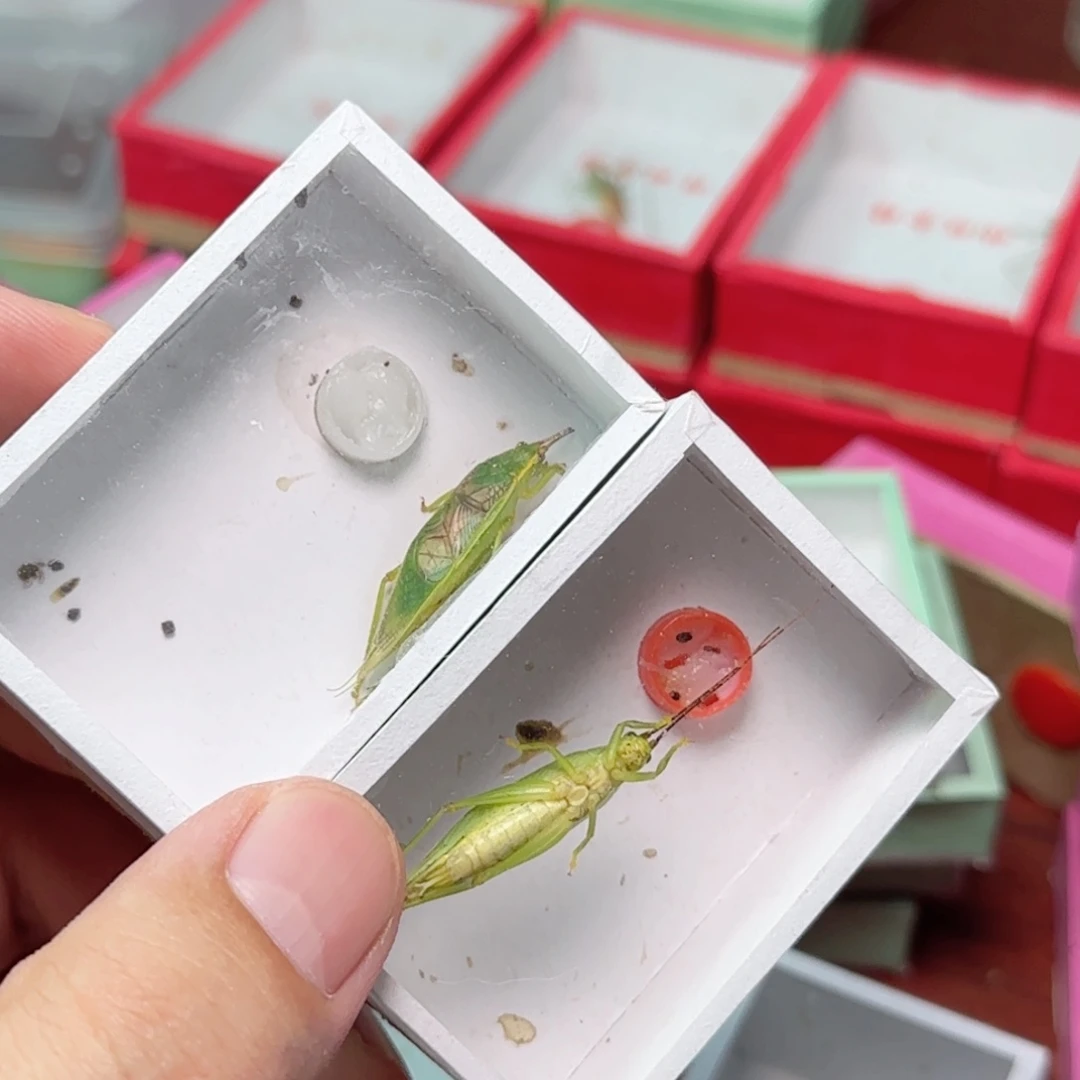 秋***趣2只金钟断须