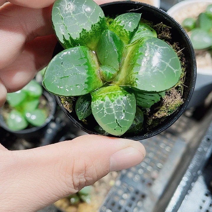 水晶克新手好养的