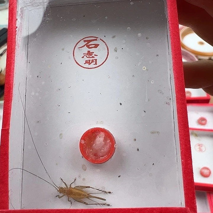一枪黄蛉一只………………