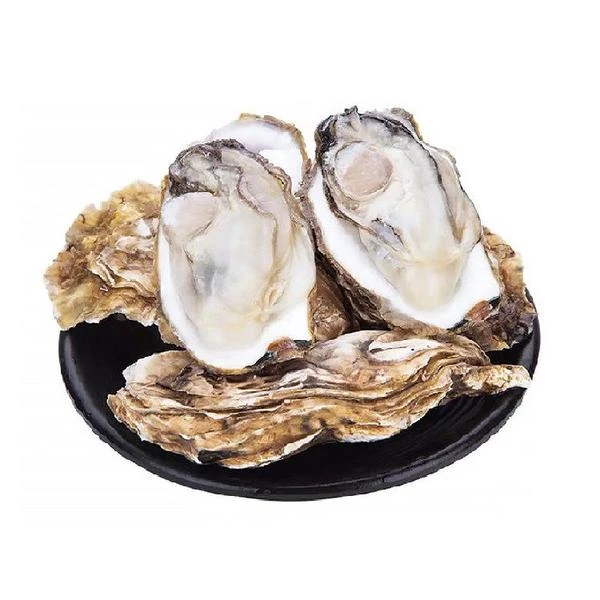 新鲜乳山生蚝3+【冯长广小时达】