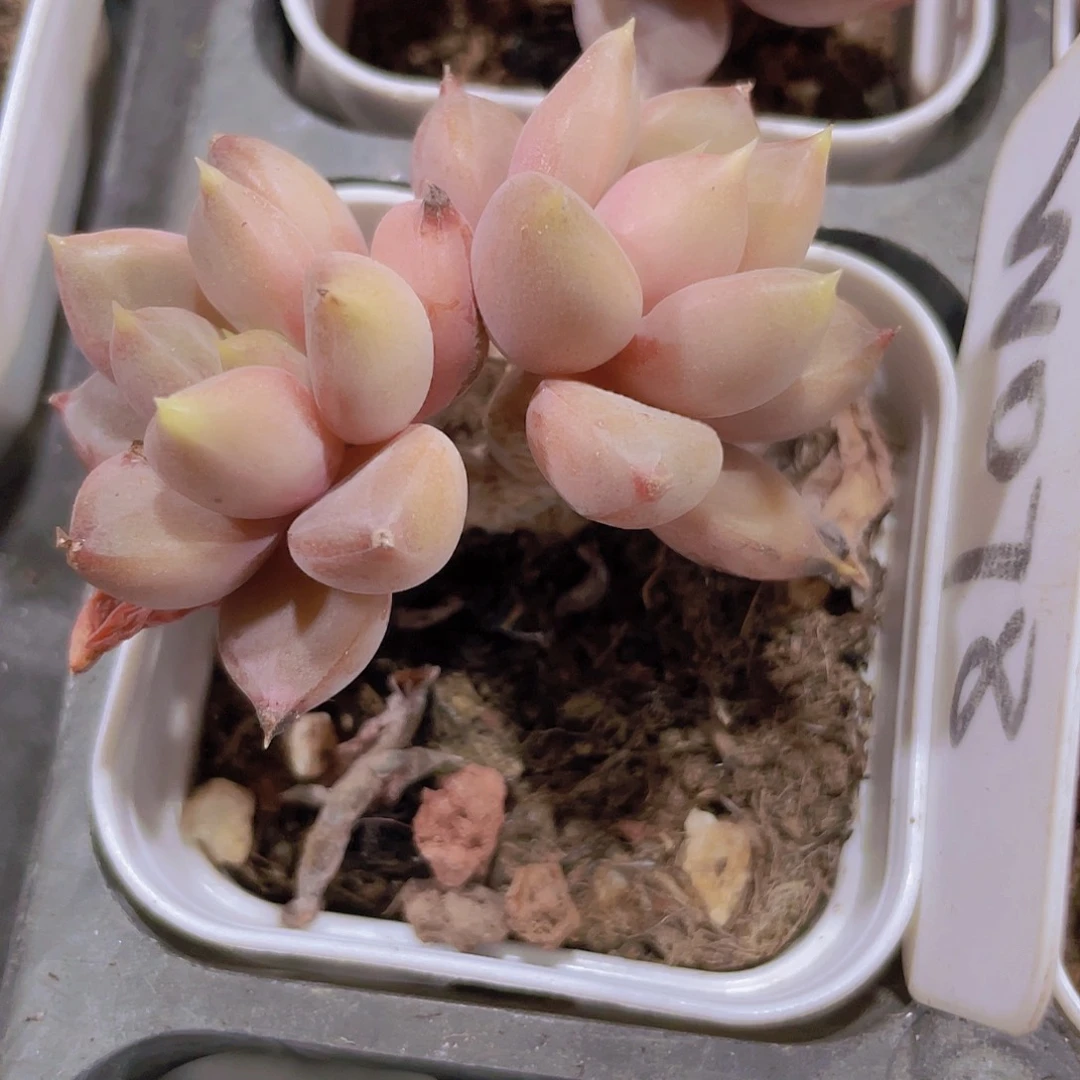 红象牙w078一物一拍