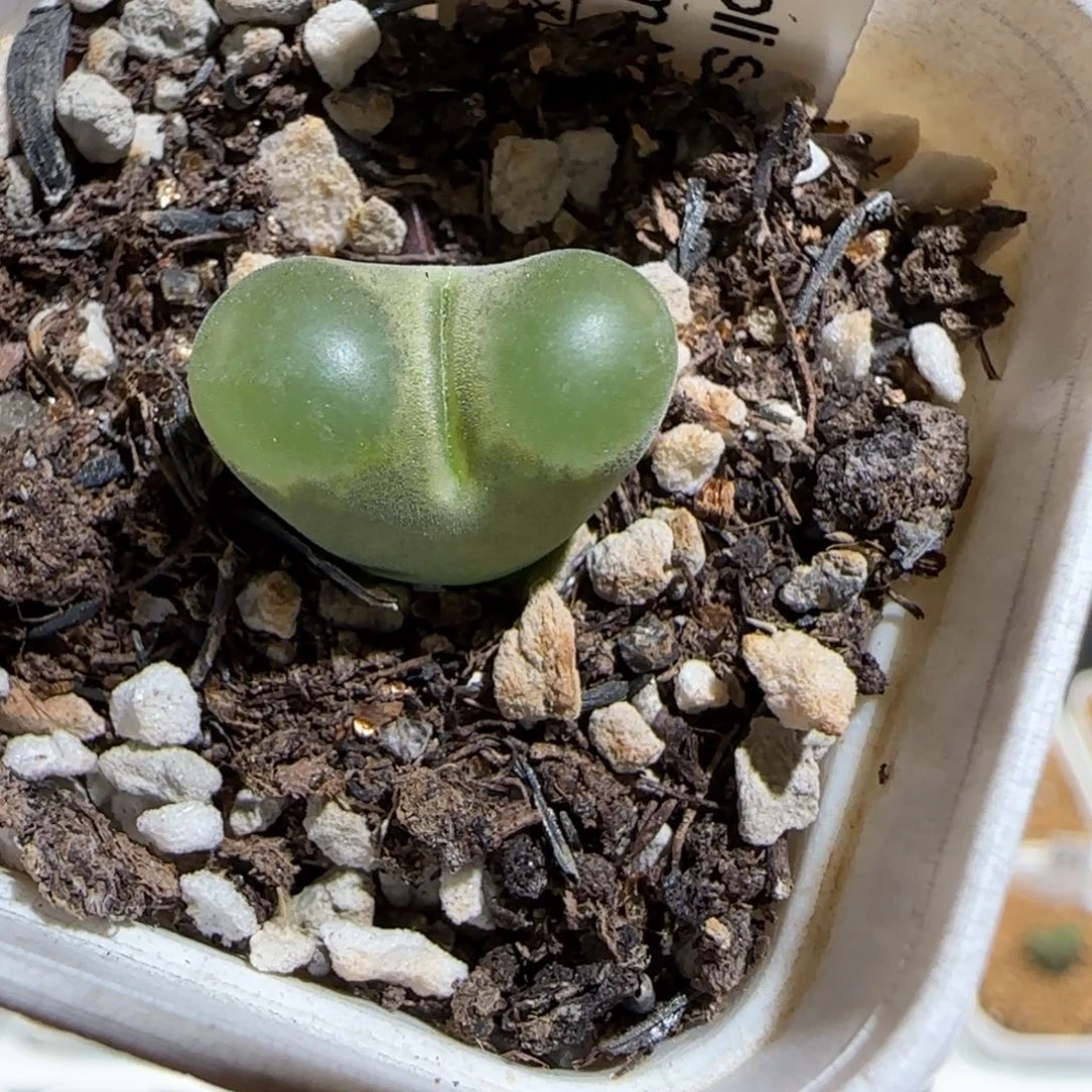 肉锥多肉植物组合-磁铁918