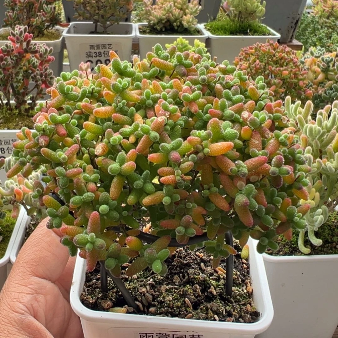 10-351枝干番杏多肉蜜橘老桩七方盆一物一拍