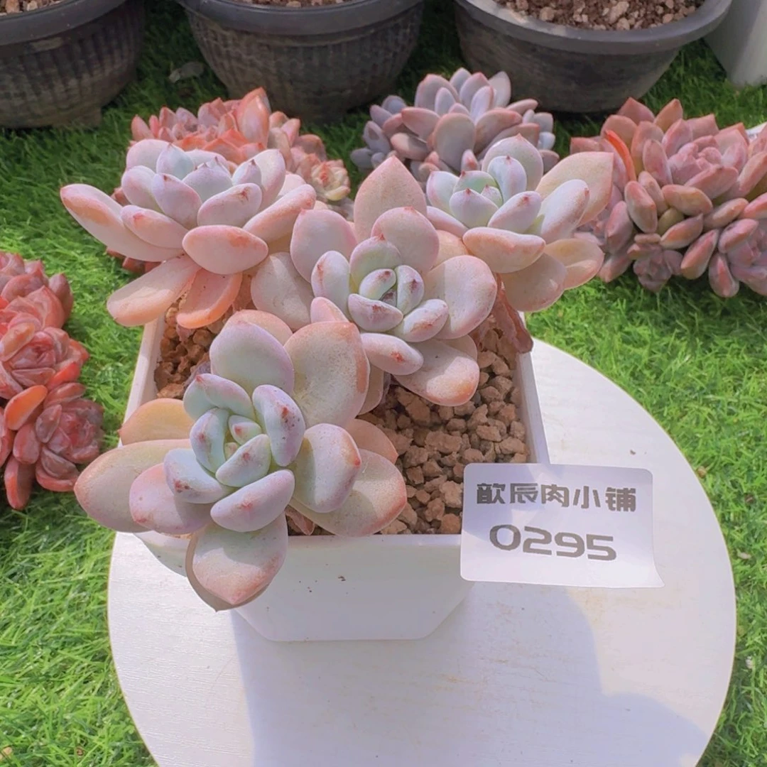 多肉植物星星雪0295
