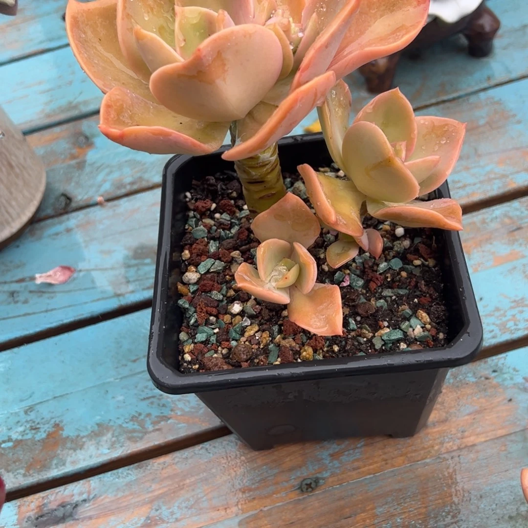小***瓜贺氏多肉植物脱土