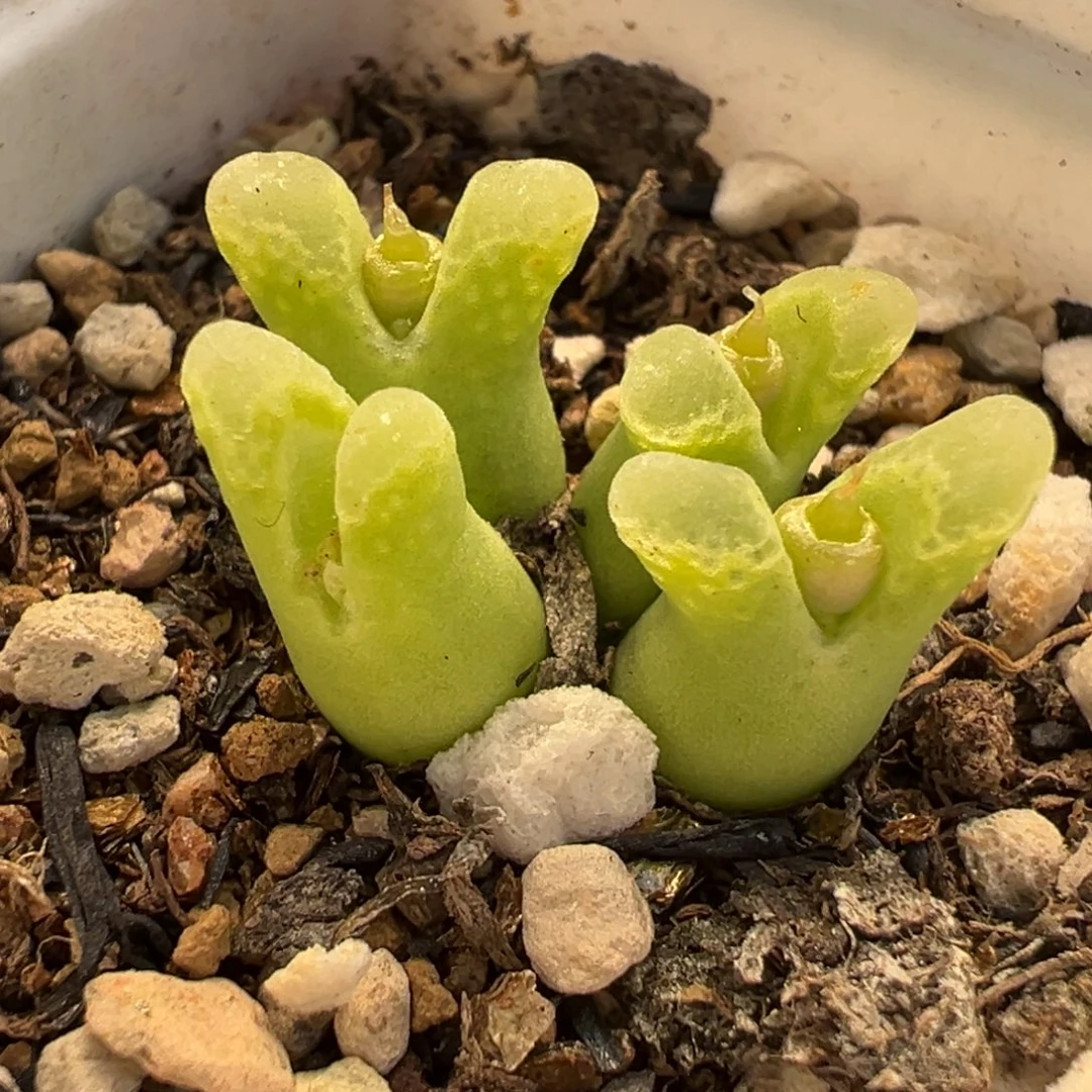 258多肉植物种类和