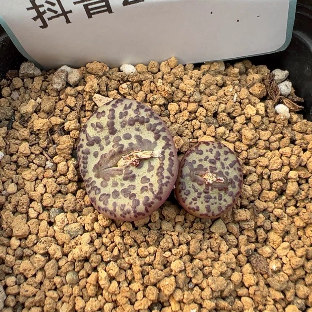 29-118肉锥多肉植物