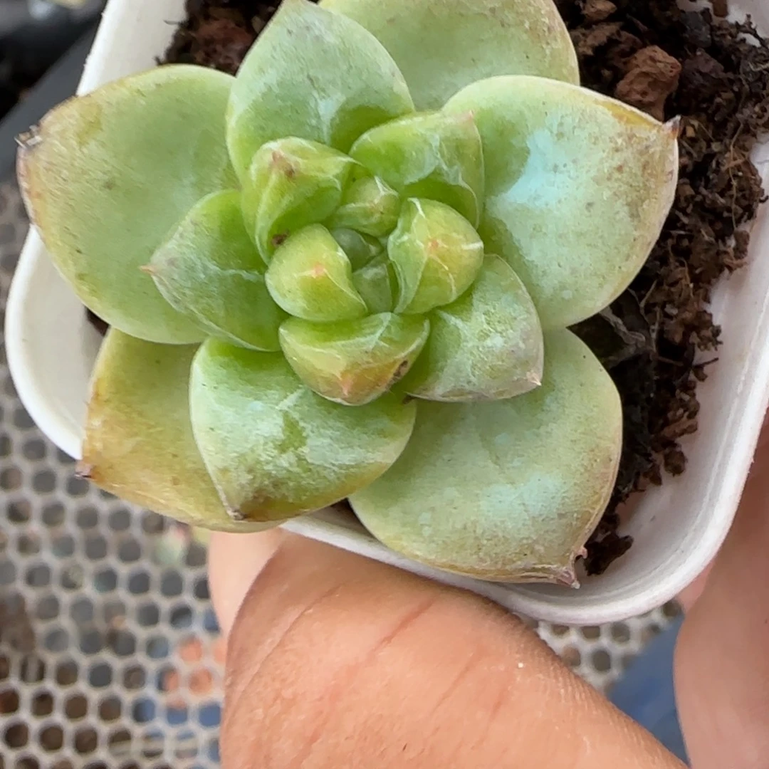 小卡拉米糖心一物一拍