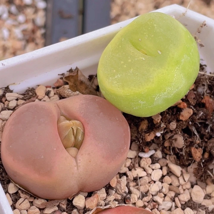 58989999998555655555