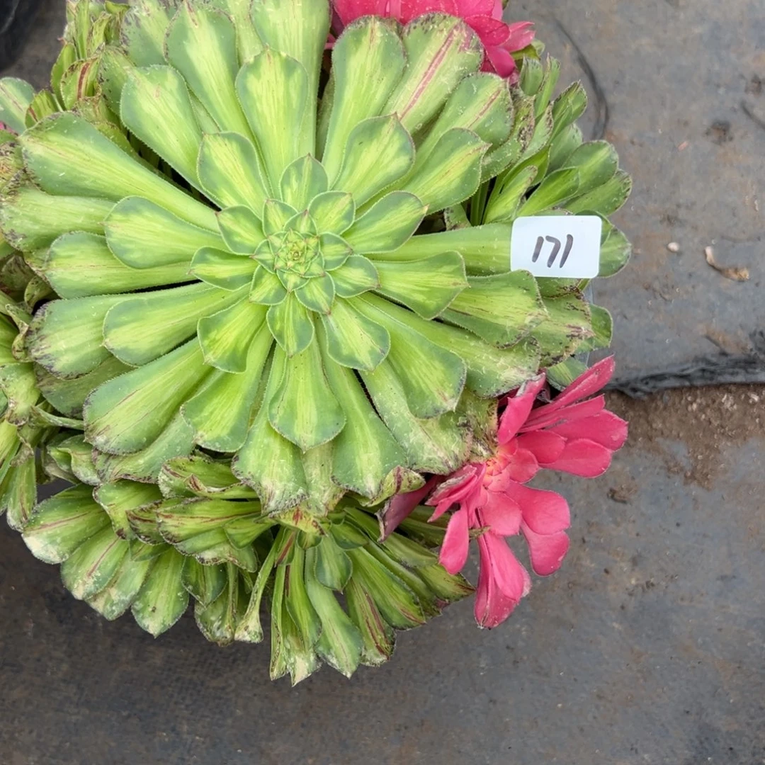 171知否多肉多肉多肉多肉