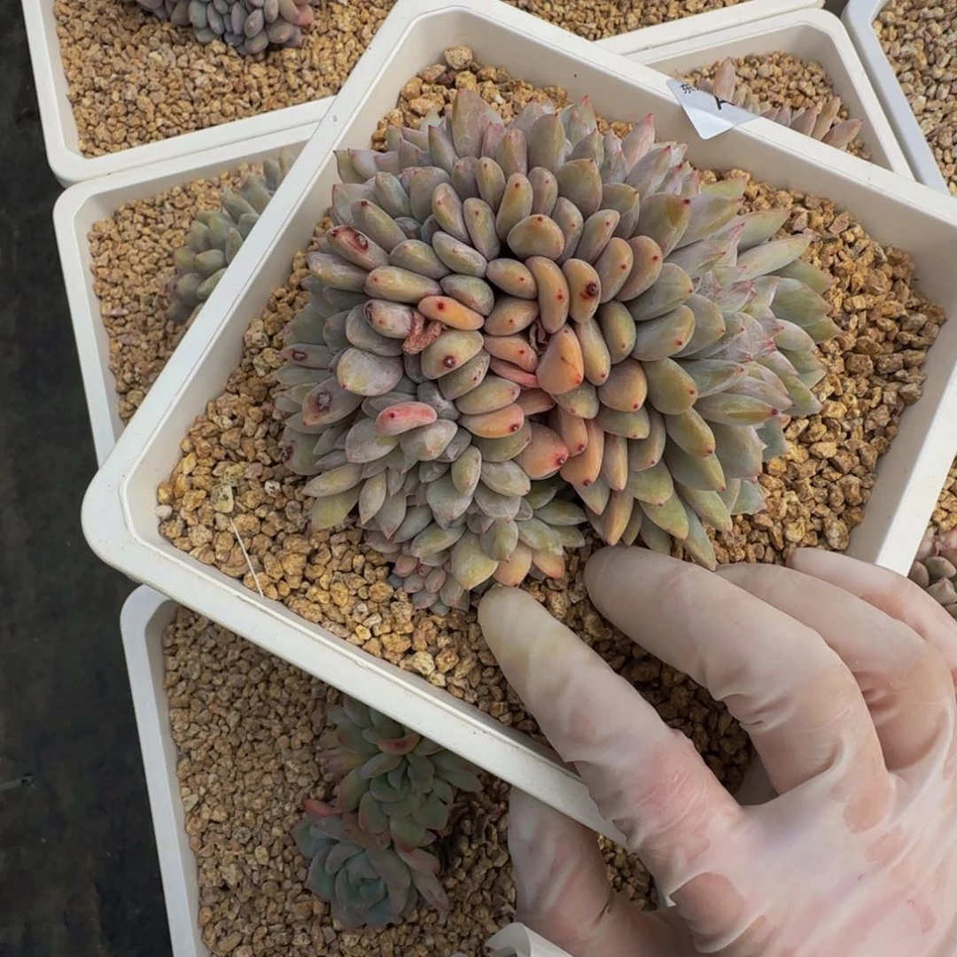 ?**糖a a a a a a a a a a 17