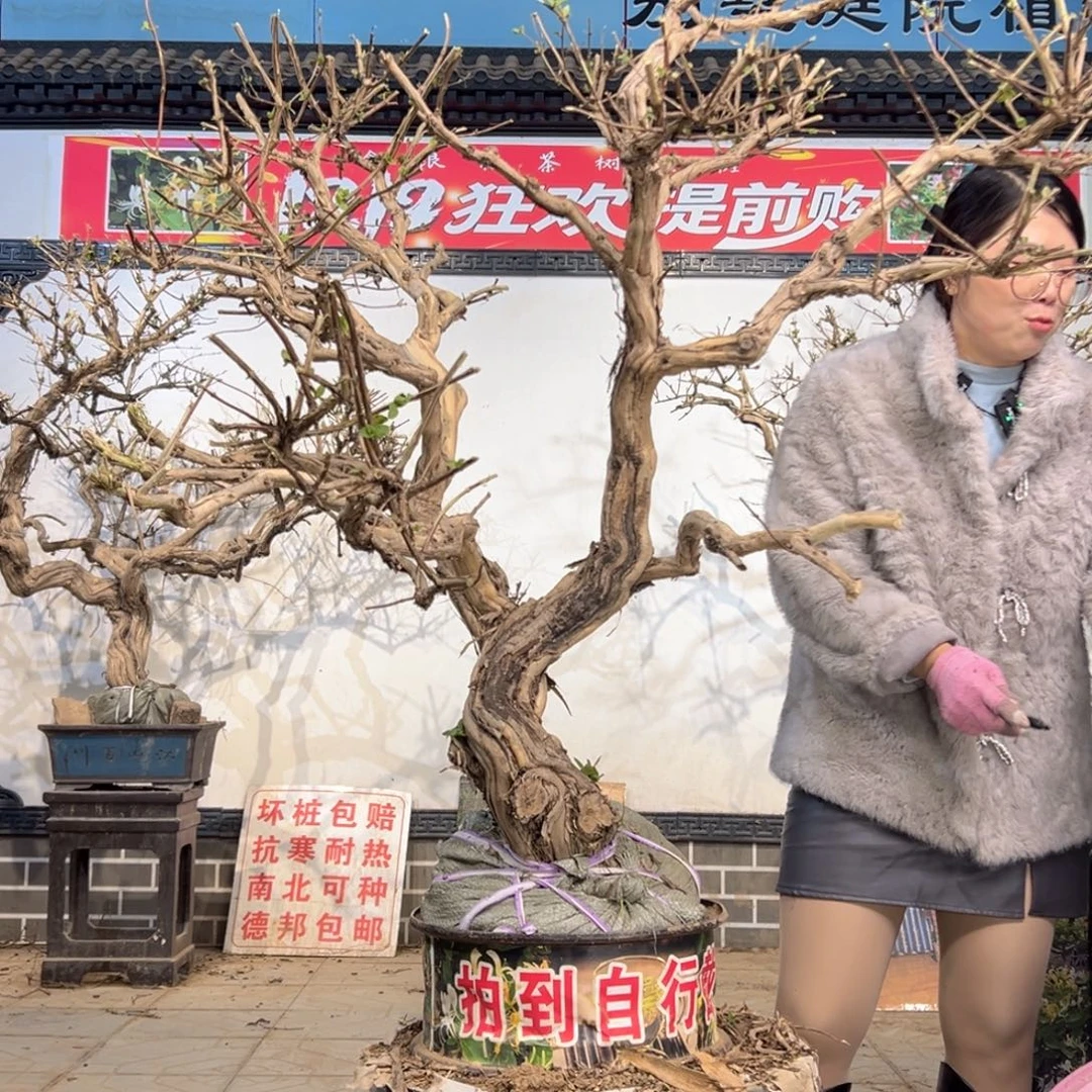 无花朵金银花88888