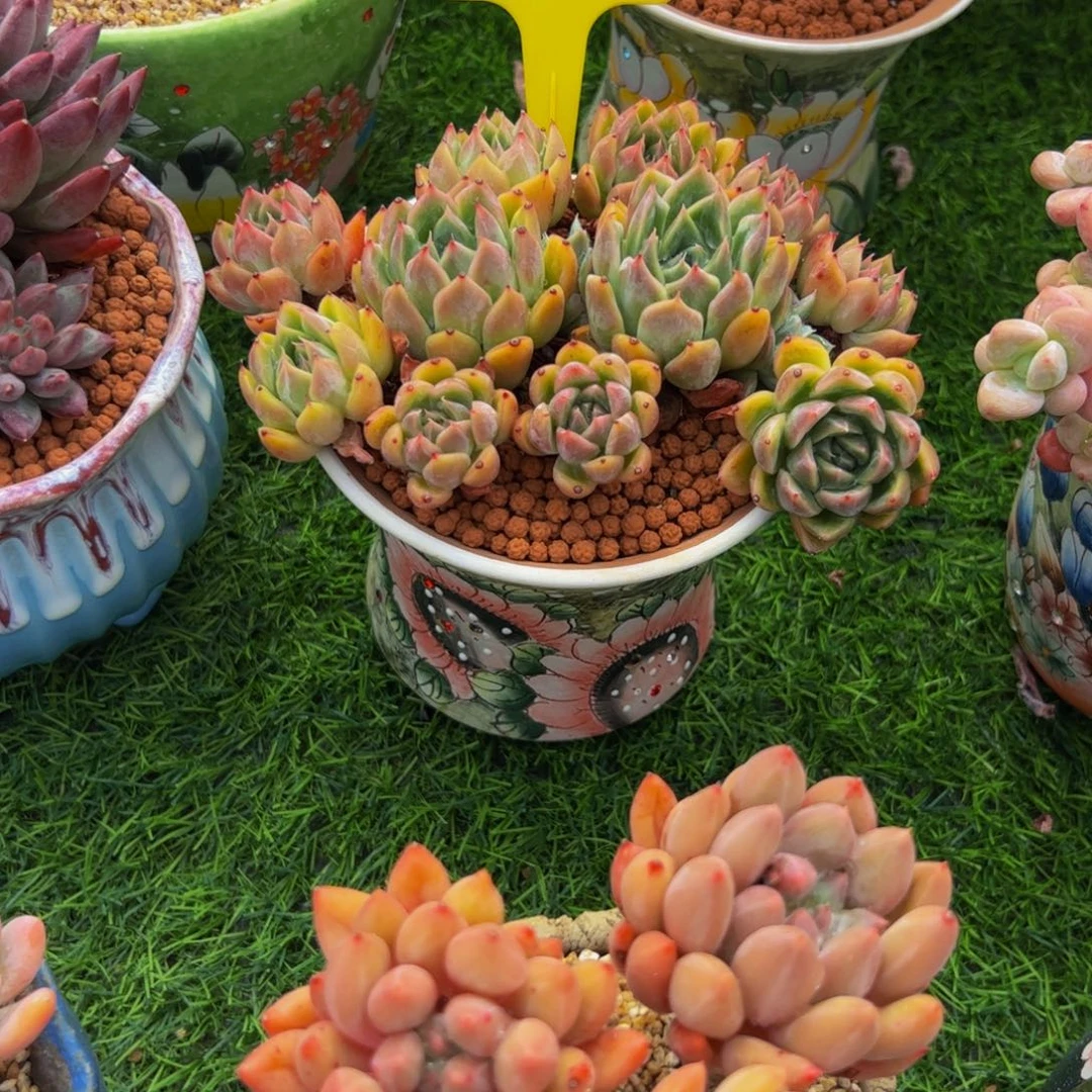 叶***泽紫袍玉小老桩多肉