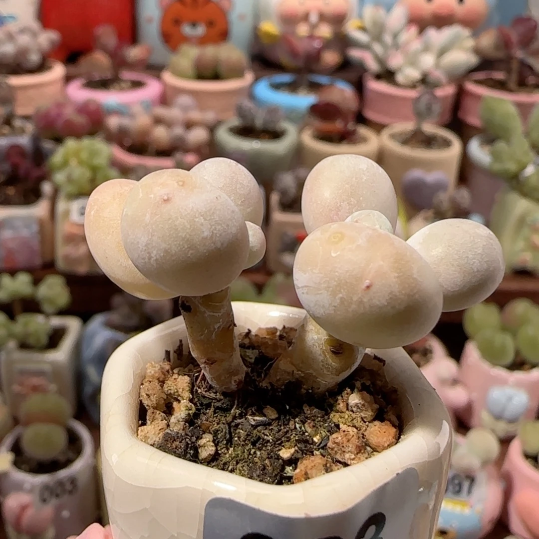 T双头蛋黄奶盆口2.5cm