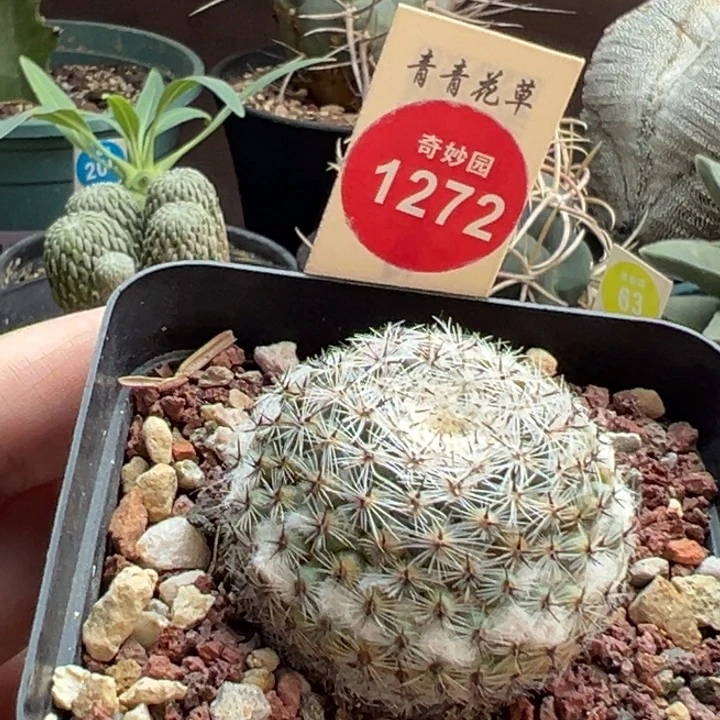 自根输入雪顶恋山彦3.9cm