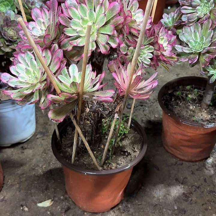 多肉植物法师烟花101