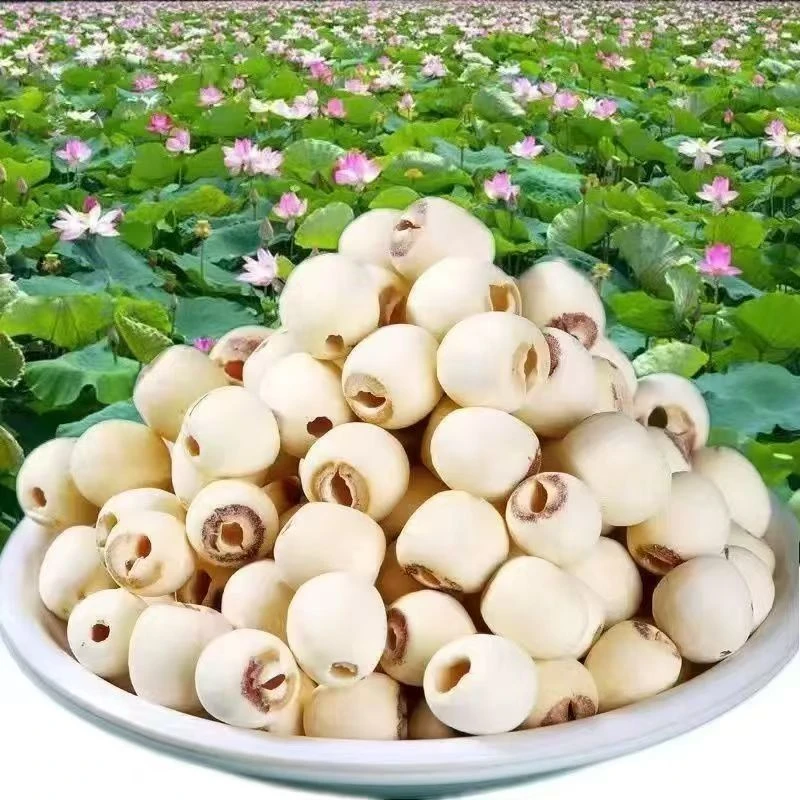 新货莲子湘潭莲子无硫磨皮白莲子煲汤500g